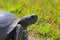 Florida gopher tortoise