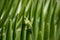 Florida Green anole Anolis carolinensis Detail on a Coontie Bush