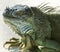 Florida Grey & Green Iguana