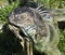 Florida Grey & Green Iguana