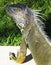 Florida Grey & Green Iguana