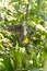 Florida Grey Squirrel Eating a Hanging Mango Fruit