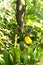 Florida Grey Squirrel Hanging From a Branch to Steal A Mango Fruit