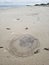 Florida gulf coast beach rain stormy jellyfish macro