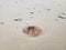 Florida gulf coast beach rain stormy jellyfish macro
