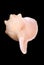 Florida horse conch seashell