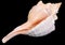 Florida horse conch seashell