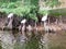 Florida ibises perched on cypress stumps