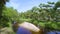 Florida jungle rainforest with river between green palm trees and wild vegetation. Dense tropical forest ecosystem