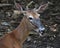 Florida Key deer profile