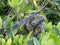 Florida, Key Largo, a green iguana looks out from the branches of a mangrove