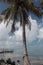 Florida Keys Palms and Bay 4