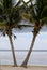 Florida Keys Palms and Bay 5