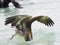 Florida keys. State Park of Bahia honda,a pelican diving to catch fish
