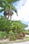 Florida Landscaping - Palm Trees