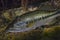 Florida Largemouth Bass - Hiding Under Log