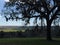 Florida Live Oak and Spanish Moss