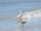 Florida, Madeira beach, Florida, Madeira beach, seabirds seek food on the shore.