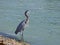 Florida, Madeira beach, a heron seeks food on the seashore