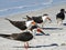 Florida, Madeira beach, terns on the beach