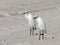 Florida, Madeira beach, two close egrets standing on the beach, close-up view