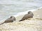 Florida, Madeira beach, two small birds rest nestled and close on the beach