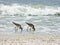 Florida, Madeira beach, two snipes seeks food on the seashore