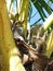 Florida, Maiami, close-up view of a squirrel among the fronds of a palm tree