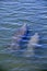 Florida manatee and calf