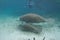 Florida Manatee and Calf Underwater with Snorkelers