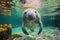 Florida manatee in clear water