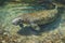 Florida manatee in clear water