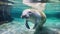 Florida manatee in clear water