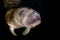 Florida manatee close up portrait