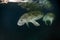 Florida manatee close up portrait