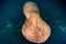 Florida manatee close up portrait approaching snorkelist