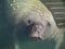 Florida Manatee Closeup