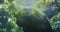 Florida Manatee is swimming alongside many lettuce heads and eating