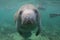 Florida Manatee Underwater with Snorkelers