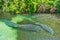 Florida Manatees