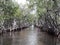 Florida mangrove everglades airboat ride