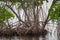 Florida mangrove trees by the shore