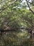Florida mangroves airboat tour V