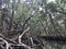 Florida mangroves airboat tour XII