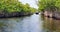 Florida mangroves airboat tours