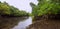 Florida Mangroves at Dusk
