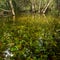 Florida Marsh in Fakahatchee Strand