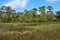 Florida marshlands