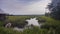 Florida Marshlands