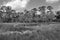 Florida marshlands in black and white